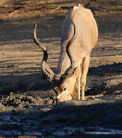 Mana Pools
