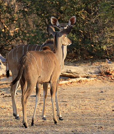 Mana Pools