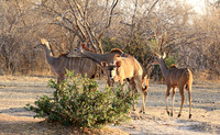 Mana Pools