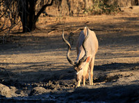 Mana Pools