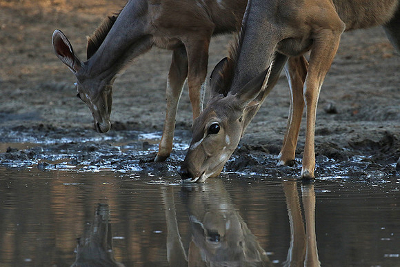 Mana Pools