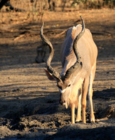 Mana Pools