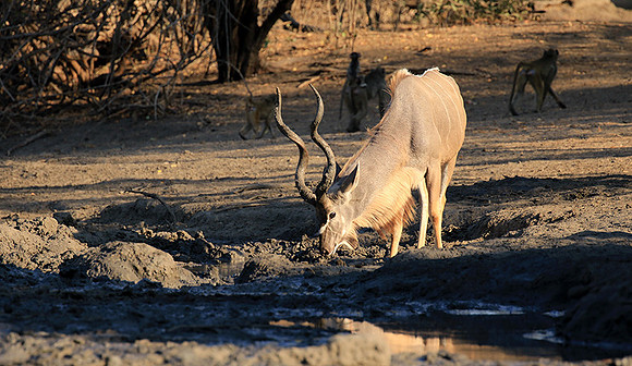 Mana Pools