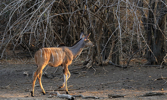 Mana Pools