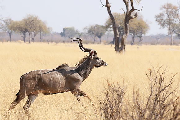 Hwange NP
