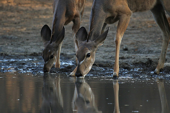 Mana Pools