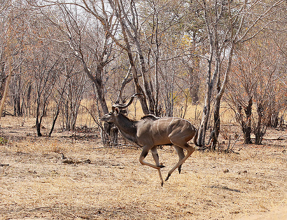 Hwange NP