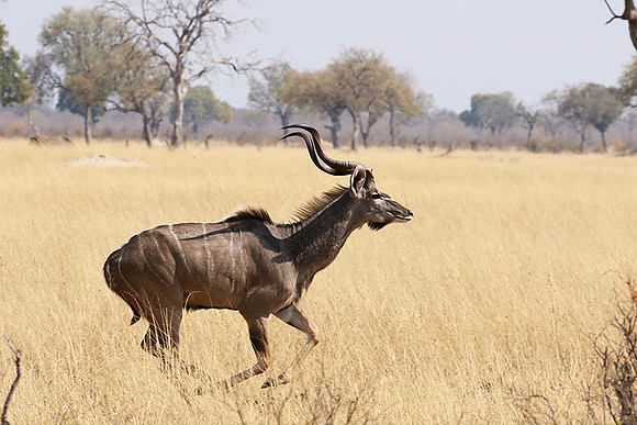 Hwange NP