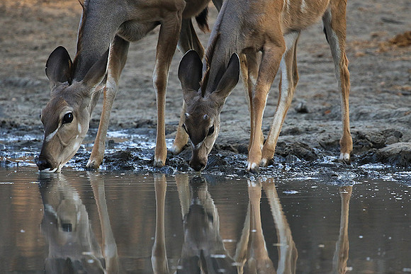Mana Pools