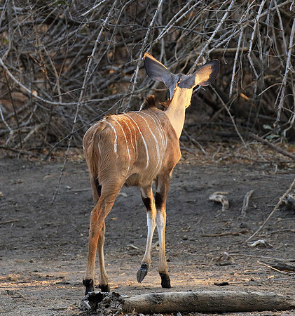 Mana Pools