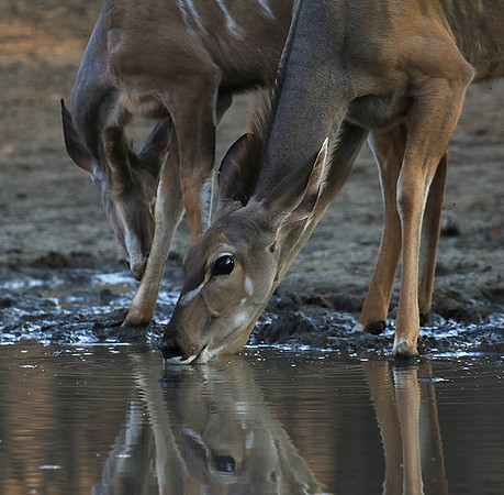 Mana Pools