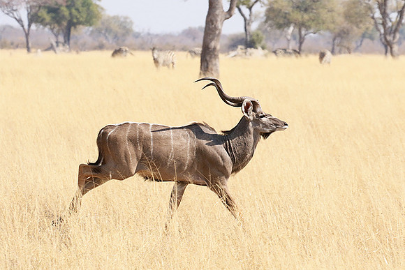 Hwange NP