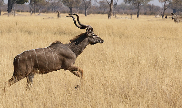 Hwange NP