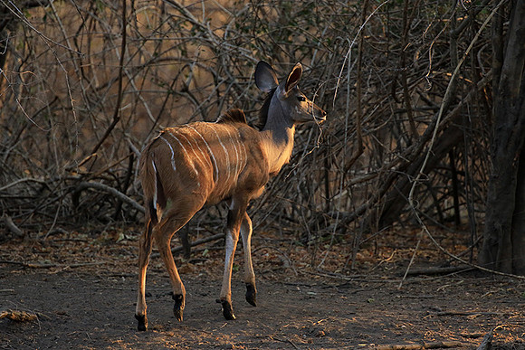 Mana Pools