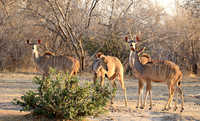 Mana Pools
