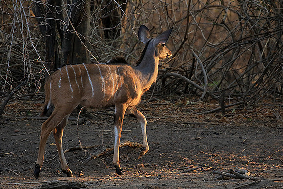 Mana Pools