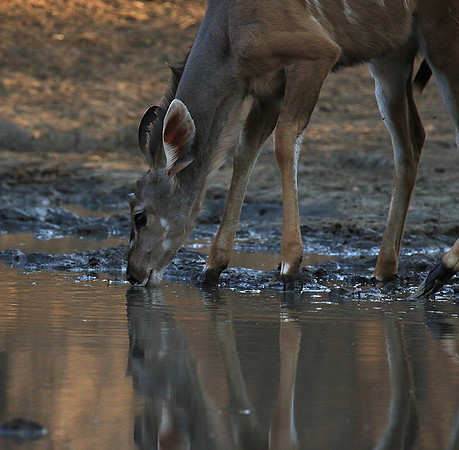 Mana Pools
