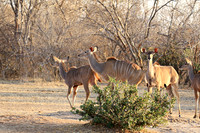 Mana Pools