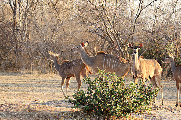 Mana Pools