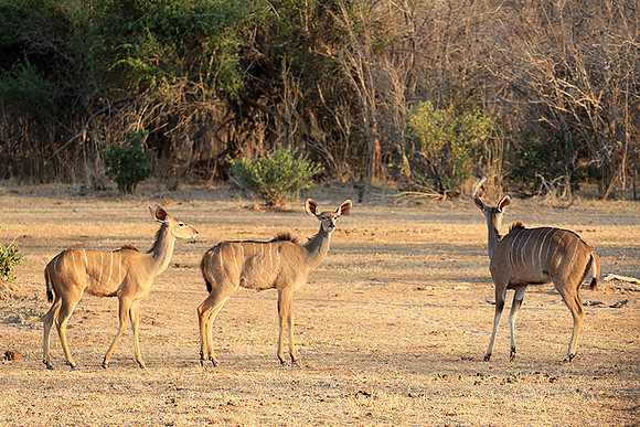 Mana Pools