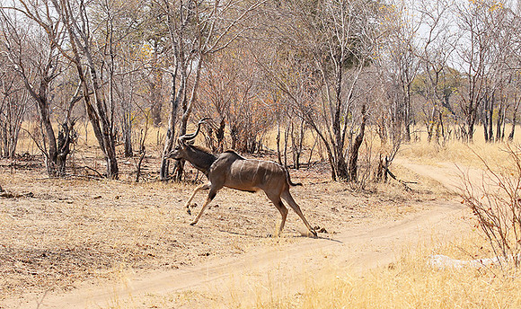 Hwange NP