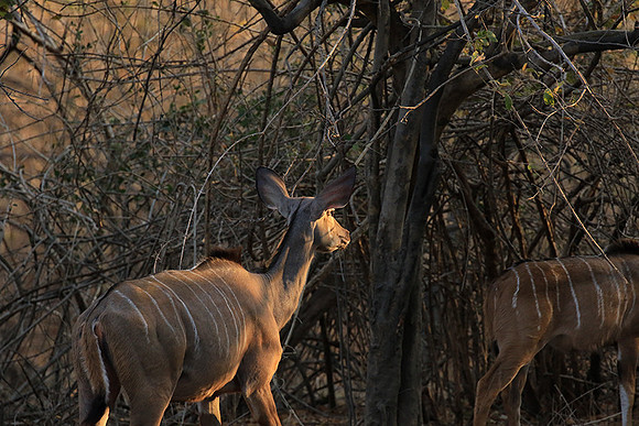Mana Pools