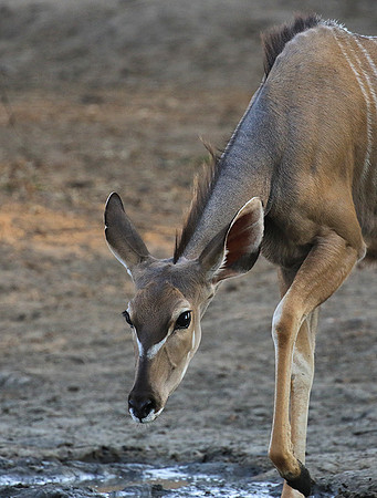 Mana Pools