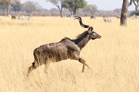 Kudus