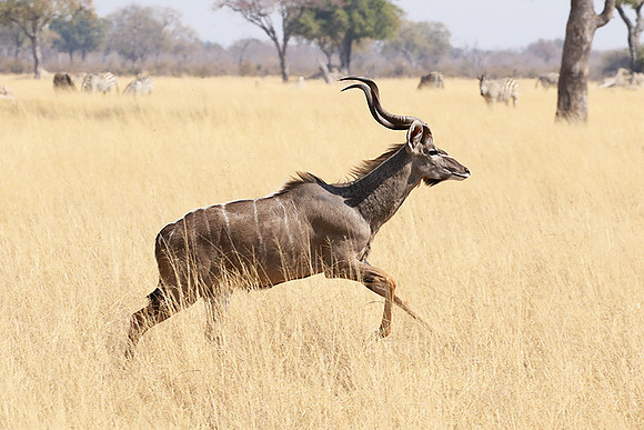 Hwange NP