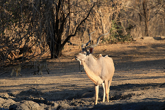 Mana Pools