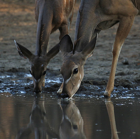 Mana Pools