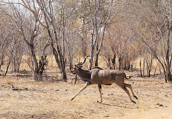 Hwange NP
