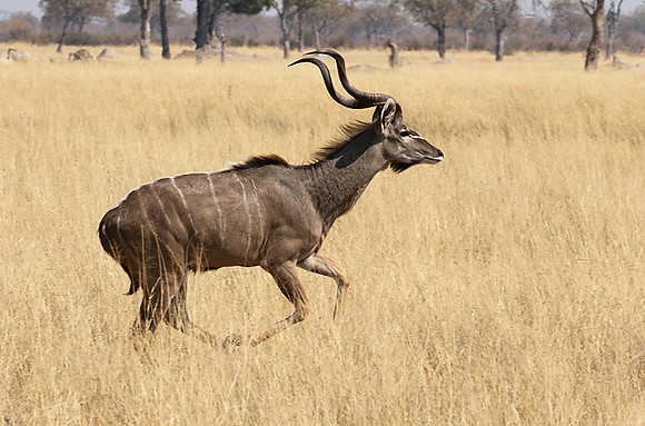 Hwange NP