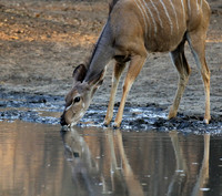 Mana Pools