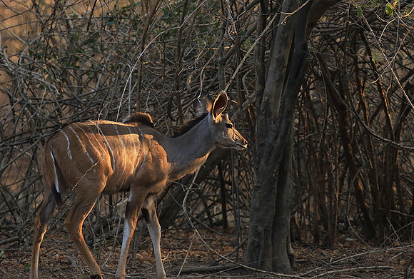 Mana Pools