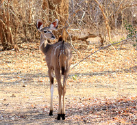 Mana Pools