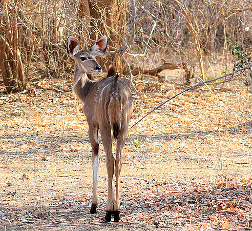 Mana Pools