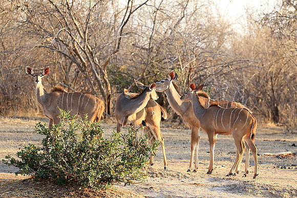 Mana Pools