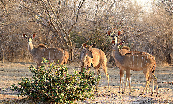 Mana Pools