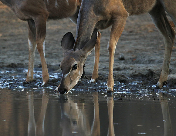 Mana Pools