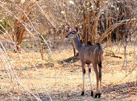 Mana Pools