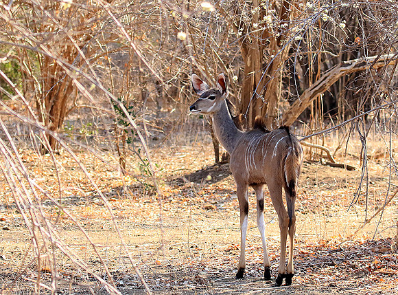 Mana Pools