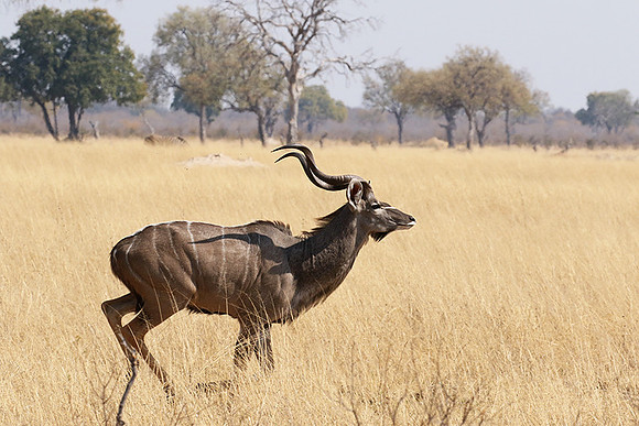 Hwange NP