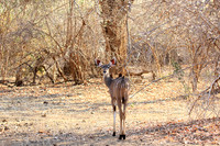 Mana Pools