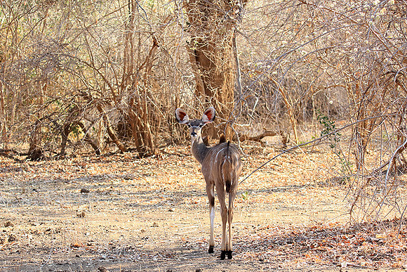 Mana Pools