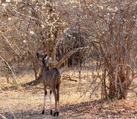 Mana Pools