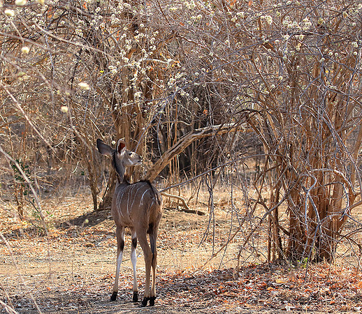 Mana Pools