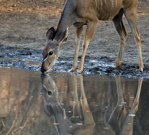 Mana Pools