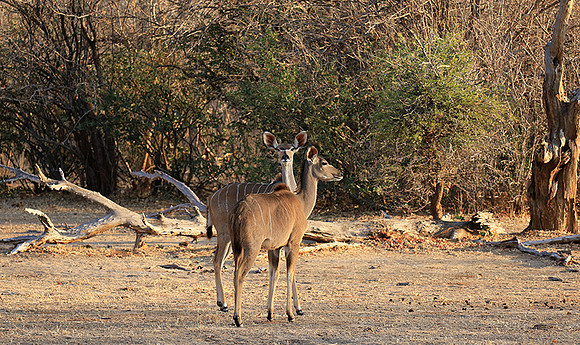 Mana Pools