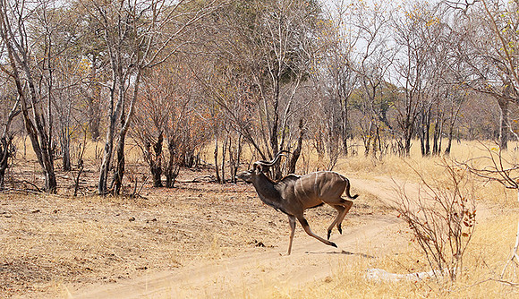 Hwange NP